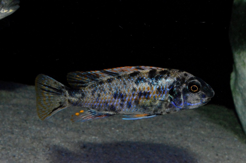 Labeotropheus fuelleborni 'Mbenji Island'